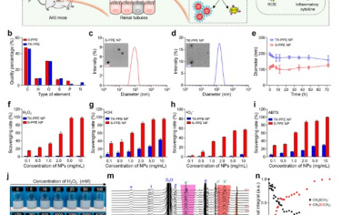 Nano Letters： 高分子纳米海绵作为一种广谱活性氧清除剂可治疗急性肾损伤