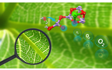 JACS：天然光合作用亲核oxo-oxo偶联产氧