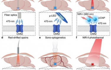 ACS Nano：基于纳米换能器的深脑神经调控