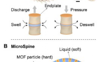 Science Advances：通过胶体软-硬共组装形成仿生温敏性超结构
