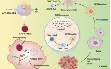 ACS Nano：亚精胺-金属-免疫肽纳米复合物可实现铁死亡免疫疗法