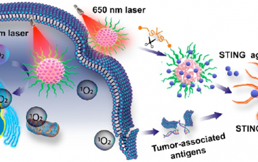 ACS Nano：氧化反应高分子纳米颗粒用于增强STING激活的光动力免疫治疗