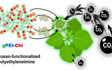 ACS Nano：壳聚糖修饰的聚乙烯亚胺纳米颗粒用于增强羧化反应和植物对CO2的吸收