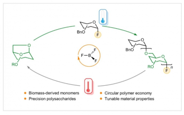 Nature Chemistry：脱水糖酐活性聚合中的天然多糖