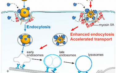 ACS Nano：纳米颗粒尖刺可通过调节肌球蛋白IIA募集增强细胞摄取