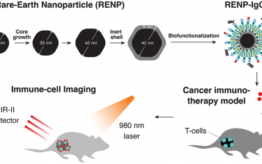 ACS Nano：利用稀土纳米粒子对癌症免疫治疗期间的T细胞进行非侵入性活体成像