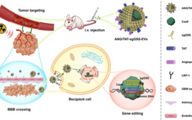 ACS Nano： 工程细胞外囊泡递送CRISPR/Cas9用于胶质母细胞瘤的放疗增敏