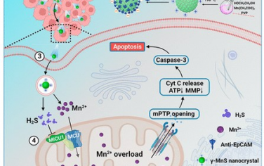 ACS Nano：硫化锰纳米胶囊介导线粒体膜通透性转变以实现肿瘤离子干预疗法
