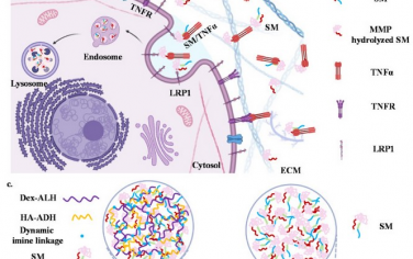 Biomaterials：巨球蛋白作为TNF-α抑制剂可缓解骨关节炎和心肌梗死中国的炎症