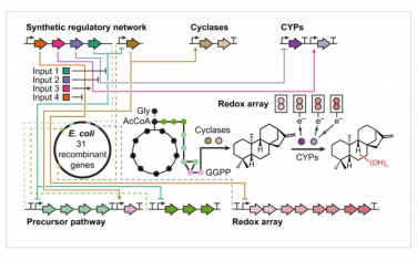 Nature Catalysis：氧化还原能力强的大肠杆菌筛选萜类化合物和修饰细胞色素P450s