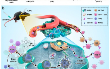 ACS Nano：双面神二氧化硅纳米颗粒可恢复肿瘤敏感性以重塑免疫阻断治疗