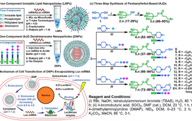 JACS：可电离两亲性两面树状大分子可靶向和均匀分布地递送mRNA到器官
