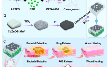 ACS Nano：实时可视化检测细菌感染和原位智能治疗策略