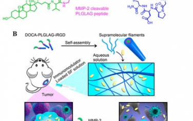 ACS Nano：超分子纤丝水凝胶可作为通用型免疫调节剂载体