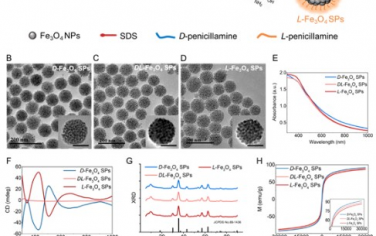 Advanced Materials： 手性氧化铁超颗粒可实现对映体依赖的肿瘤靶向磁共振成像