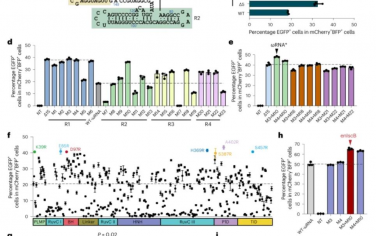 Nature Methods: 利用工程化的IscB内切酶实现微型碱基编辑
