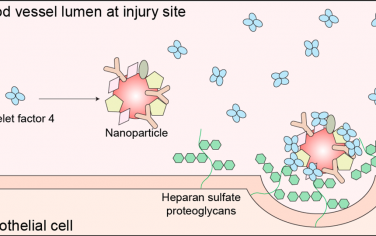 Nano. Lett：纳米颗粒可通过瞬时蛋白冠与损伤的血管内皮细胞相结合