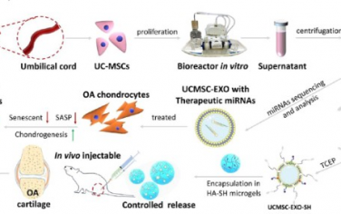 ACS Nano：可持续释放外泌体以使软骨细胞重生可实现无细胞骨关节炎治疗