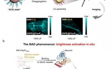 Advanced Materials：基于自适应协同组装策略的超亮七甲基菁染料簇用于NIR-IIb生物医学成像