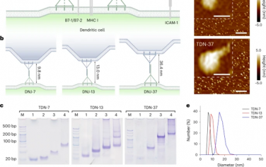 Nature Nanotechnology：膜锚定的DNA纳米连接能够在升高的T细胞受体触发中实现更紧密的抗原呈递细胞与T细胞接触