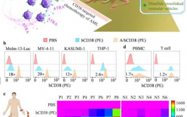 Advanced Materials：外源性抗原上调可促进实现白血病的抗体靶向纳米化疗