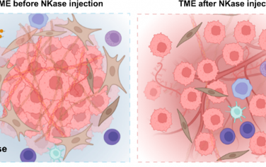 ACS Nano：纳豆激酶介导的肿瘤物理微环境调控以用于增强化疗、放疗和CAR-T细胞治疗
