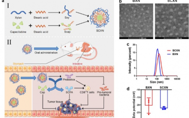 Nature Communications：负载卡培他滨的益生元纳米颗粒可结合肠道菌群调节和化疗改善结直肠癌治疗