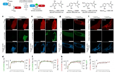 Nature Methods：一种用于控制、成像和传感蛋白质接近度的荧光化学诱导二聚化技术