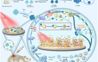 Advanced Materials：生物膜微环境响应性自组装纳米反应器可通过细菌类铜死亡和巨噬细胞重塑治疗全阶段生物膜感染