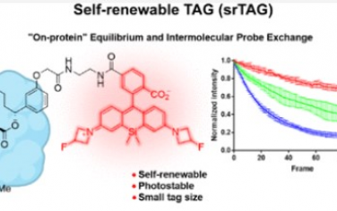 JACS：用于蛋白质光稳定荧光成像的自再生标签