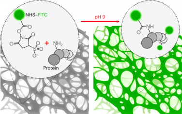Nature Protocols：细胞外基质的体内荧光标记和跟踪