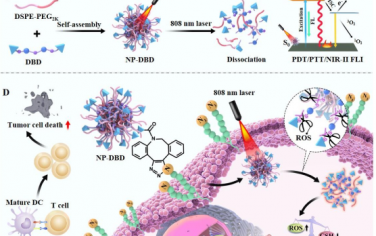 Adv. Mater：利用AIE光敏剂纳米粒子实现生物正交指导激活cGAS-STING以用于靶向治疗和成像
