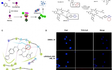 JACS：靶向活化实现生物正交PROTAC前药