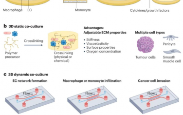 Nature Review Materials：设计生物材料以适应巨噬细胞-内皮细胞相互作用的微环境