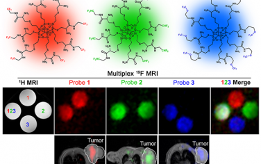 ACS Nano：水溶性氟化分子簇可在活体小鼠中实现无干扰的多路19F MRI