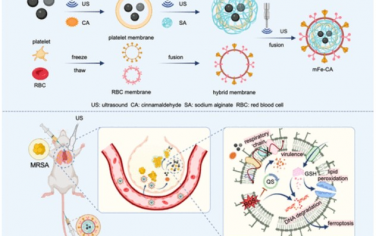 ACS Nano：仿生颗粒介导细菌性铁死亡可治疗急性细菌性肺炎
