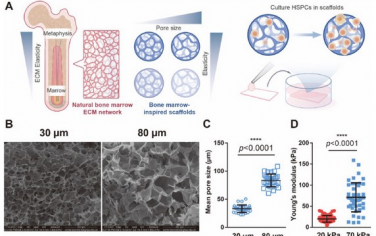 Biomaterials：骨髓仿生支架调节造血作用