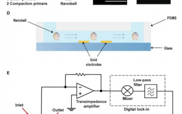 Science Advances： 基于DNA纳米球的数字分析可快速电定量临床病原体