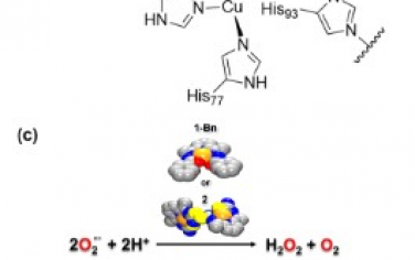 JACS：SOD酶模型可高效抑制结肠癌细胞增殖