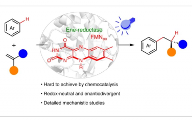 Nature Catalysis：直接可见光激发黄素蛋白用于氧化还原中性不对称自由基氢芳基化