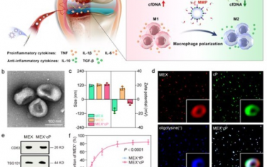 Advanced Materials： 靶向外泌体治疗在改善类风湿关节炎中同时实现cfDNA清除和巨噬细胞极化