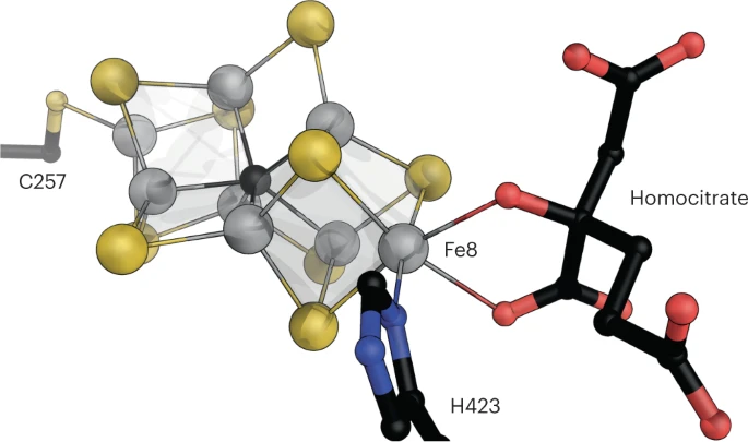 Nat. Catal.：纯铁固氮酶突出了生物固氮的共同催化原理