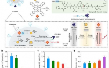 Advanced Materials：可实现T细胞成像的声余辉纳米探针