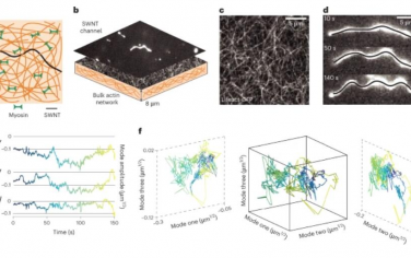 Nature Nanotechnology：利用碳纳米管推断尺度相关的非平衡态活性