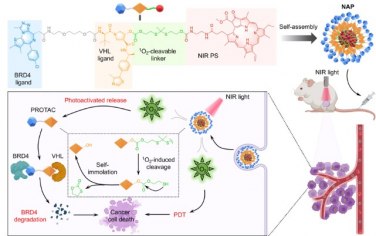 JACS：自组装纳米PROTAC可实现光动力学蛋白质水解以用于癌症治疗