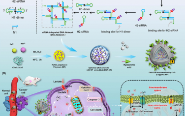 Chem. Sci：协同调节H+/Ca2+梯度诱导线粒体去极化以增强协同癌症治疗
