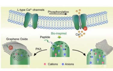 Nano Letters：氧化石墨烯对仿生磷酸化响应型离子门体积排斥和润湿性的调节