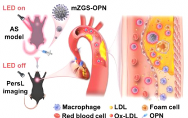 ACS Nano：近红外长余辉纳米探针用于实现对动脉粥样硬化斑块的早期检测