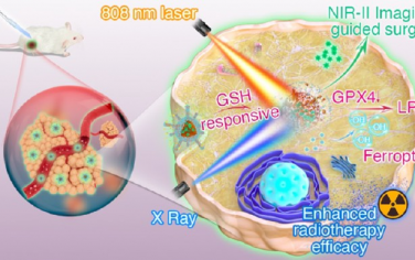 ACS Nano：纳米探针用于NIR-II荧光成像手术导航和通过铁死亡增强乳腺癌放疗效果