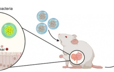Biomaterials：水凝胶包载策略可增强结肠炎的细菌诊断